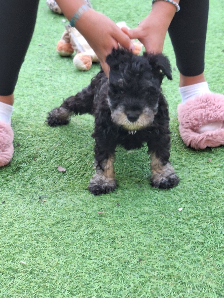 Du hameau du roy - Chiot disponible  - Schnauzer miniature