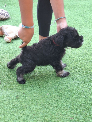 Du hameau du roy - Schnauzer miniature - Portée née le 12/09/2024