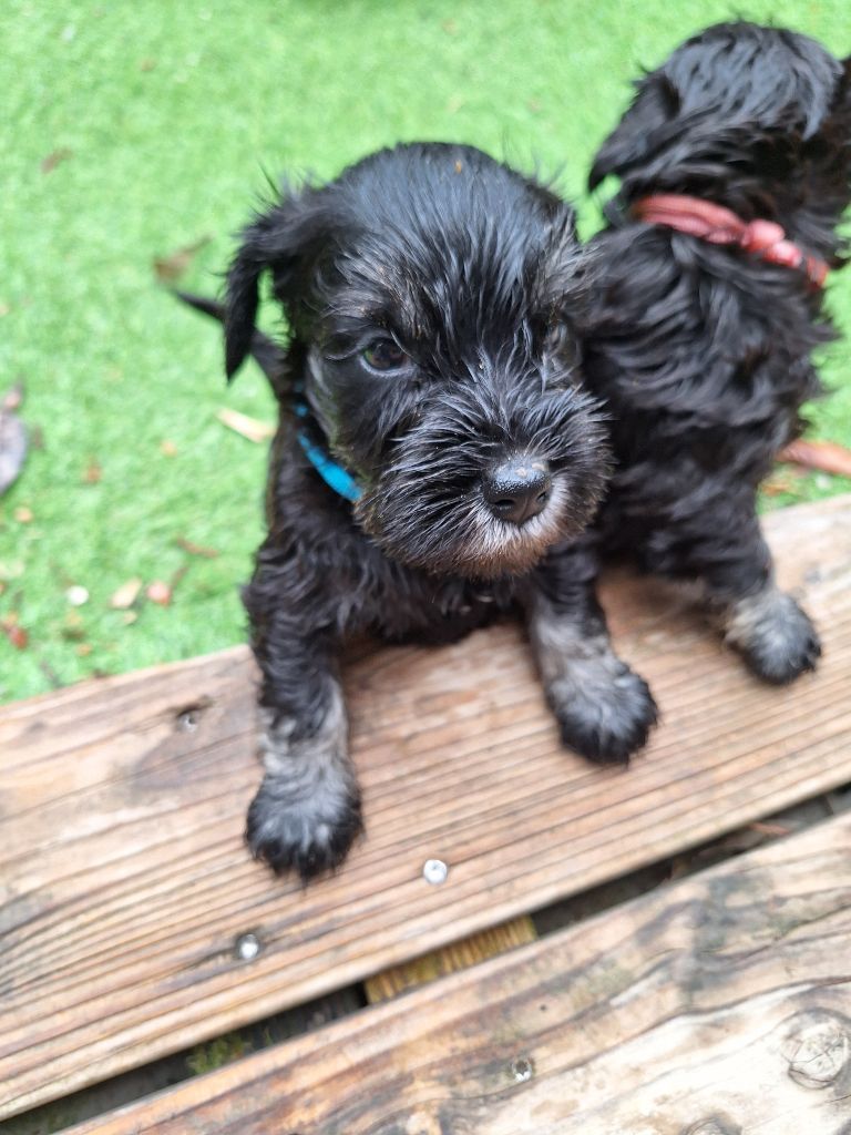 Du hameau du roy - Chiots disponibles - Schnauzer miniature