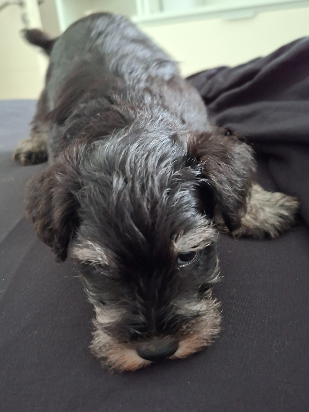 Du hameau du roy - Chiots disponibles - Schnauzer miniature