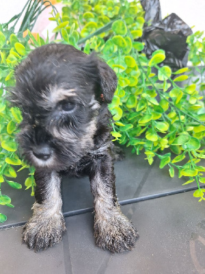 CHIOT 2